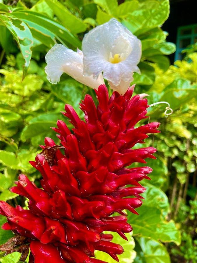 Flor De La Selva Lejlighed Puerto Nariño Eksteriør billede